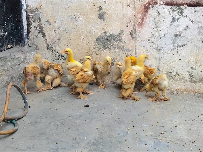 Golden Buff Chicks 0