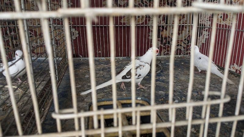 diamond pied chicks for sell 6