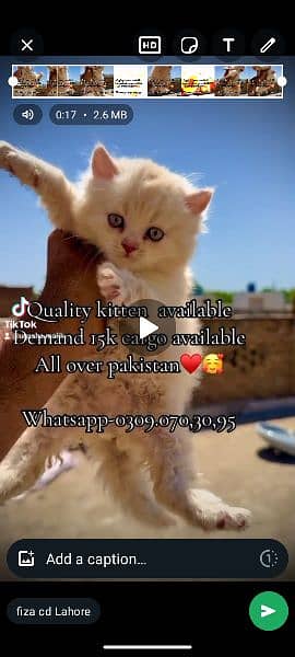 triple coat Bhalo kittens for sale 1
