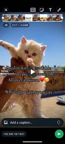 triple coat Bhalo kittens for sale 3