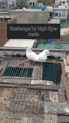 Exchange with high flyer male piegon