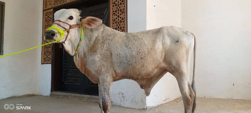 Qurbani cows 2 dant . . 2