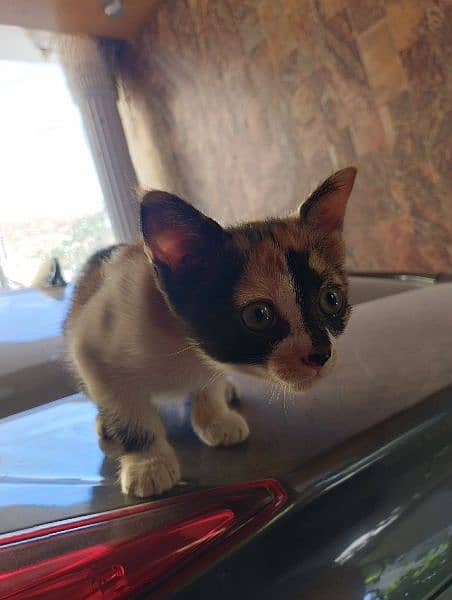 2 months old kitten for adoption. litter trained. 4