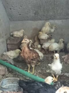 Golden Misri chicks