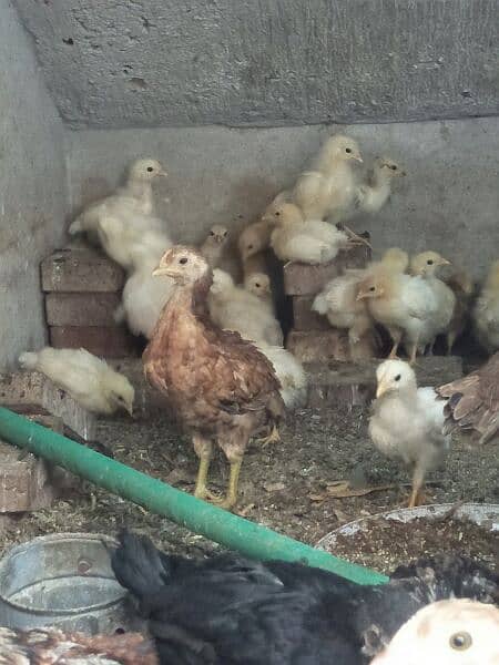 Golden Misri chicks 1