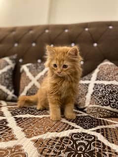 A brown color Persian male Cat for sale
