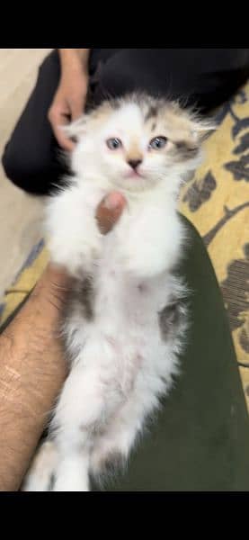 Cute kitten for sale 2