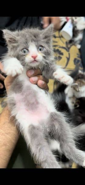 Cute kitten for sale 1