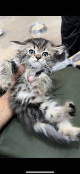 Cute kitten for sale 3