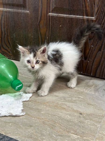 Cute kitten for sale 5