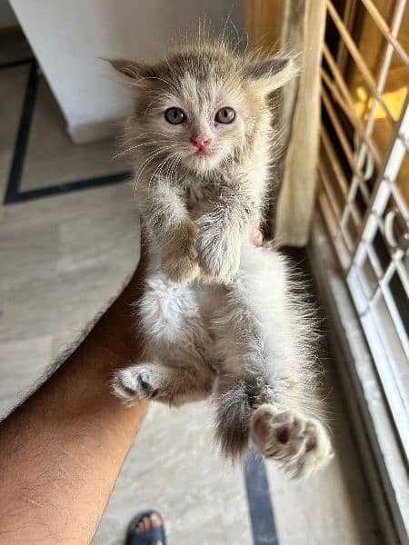 Cute kitten for sale 6