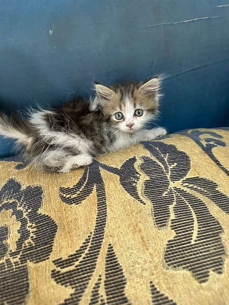 Cute kitten for sale 7