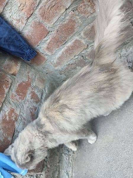 gray cat Persian 03211431928 WhatsApp 4