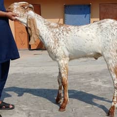 Qurbani goats