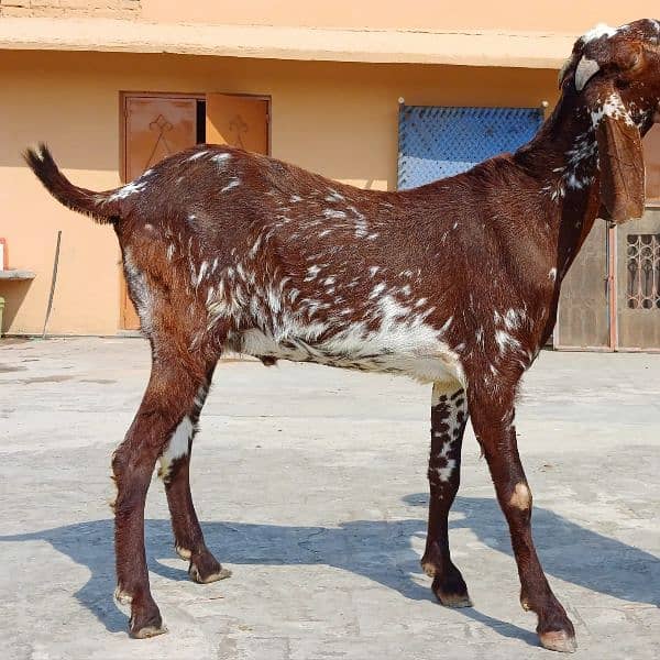 Qurbani goats 1