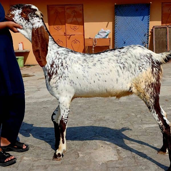 Qurbani goats 3