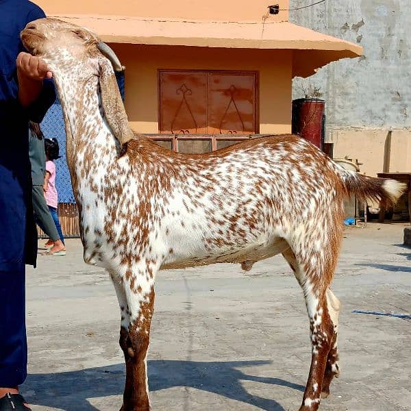 Qurbani goats 5