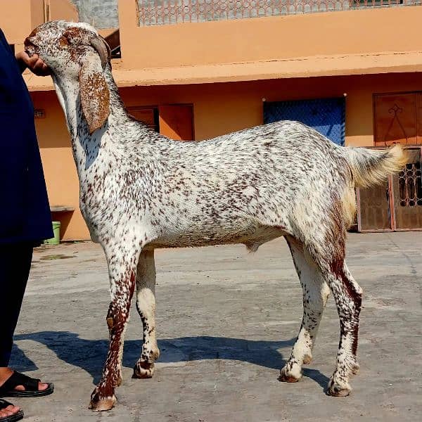 Qurbani goats 7