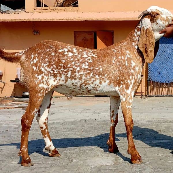 Qurbani goats 8