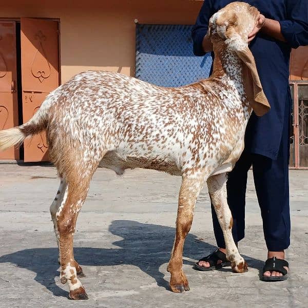 Qurbani goats 13