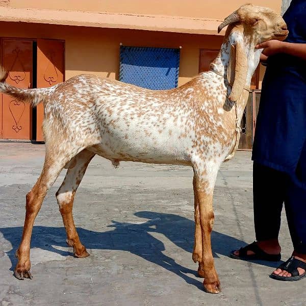 Qurbani goats 19