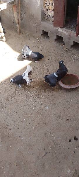 Pigeons for sale 0