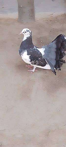 Pigeons for sale 2