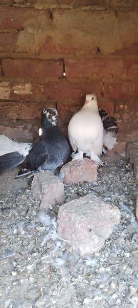 Pigeons for sale 4