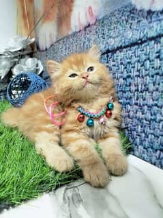pure Persian ginger kitten