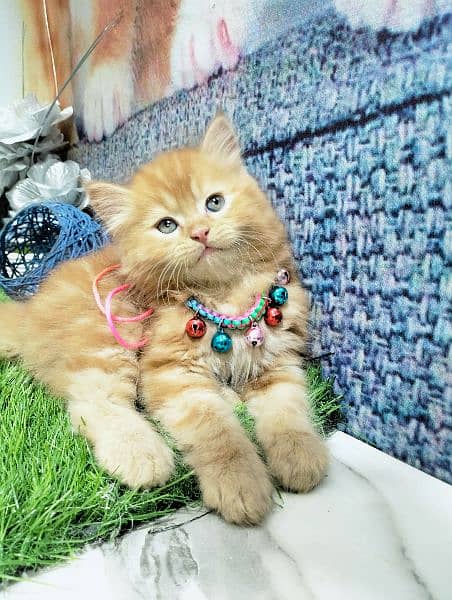 pure Persian ginger kitten 1