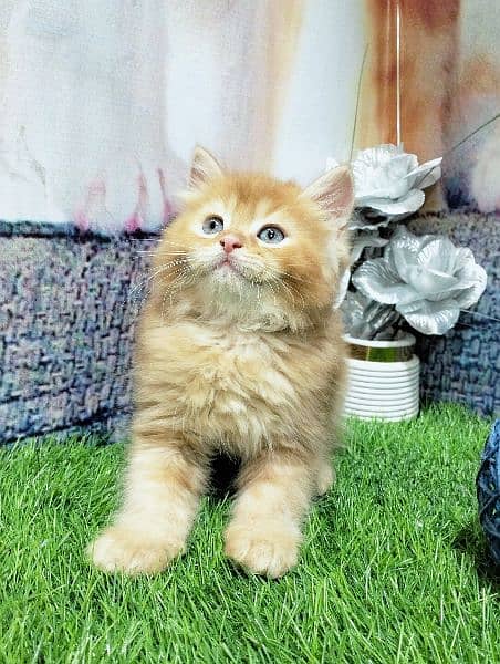 pure Persian ginger kitten 2