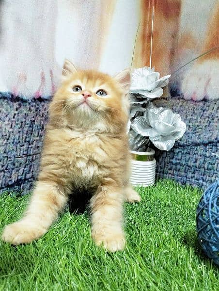 pure Persian ginger kitten 4