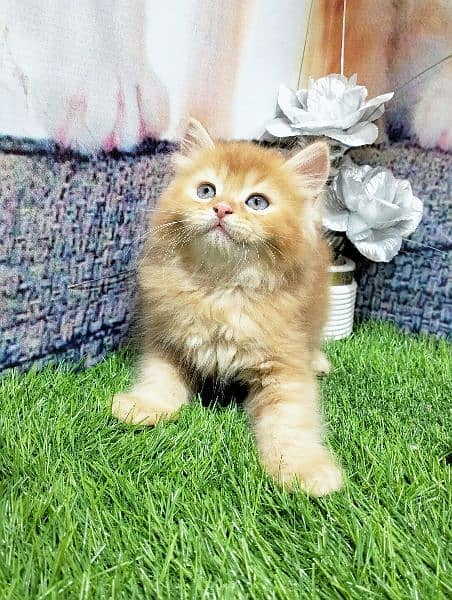 pure Persian ginger kitten 5