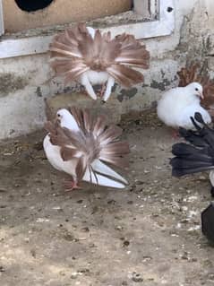 Red tail chicks available for sale