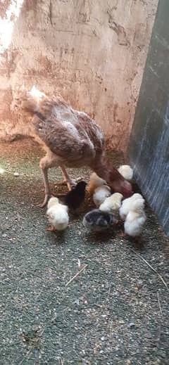 aseel hen with chick's