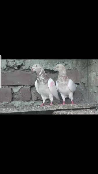 indian lakha breeder pair for sale. 1