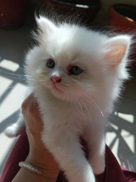 Persian Kittens 5