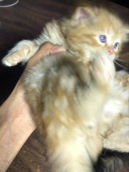 pure persian kittens for sale . Cash on delivery 3