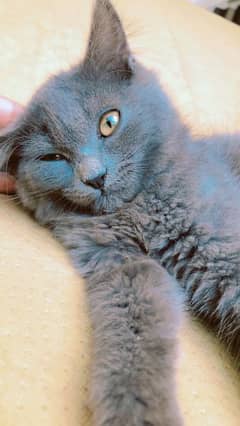 Persian kitten double coated Female price 5000