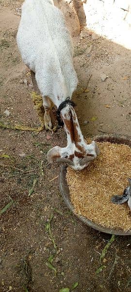 goats 1