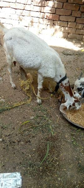 goats 4