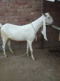 bakra /goat /qurbani bakra /goat for sale