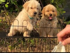 Golden Retriver Pedigree Puppies