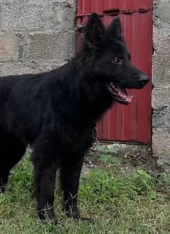 Black German shepherd dog / long coat dog / gsd 0