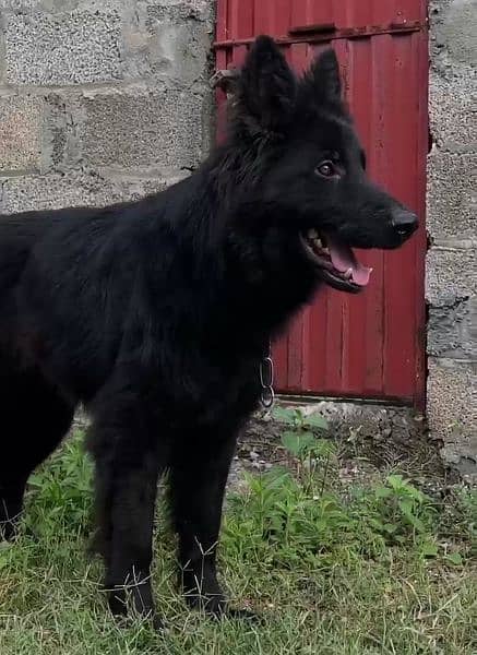 Black German shepherd dog / long coat dog / gsd 0