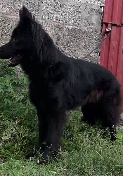 Black German shepherd dog / long coat dog / gsd 1