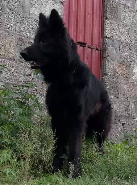 Black German shepherd dog / long coat dog / gsd 2