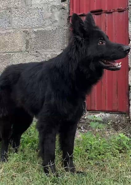 Black German shepherd dog / long coat dog / gsd 3