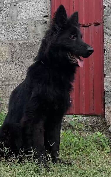 Black German shepherd dog / long coat dog / gsd 4