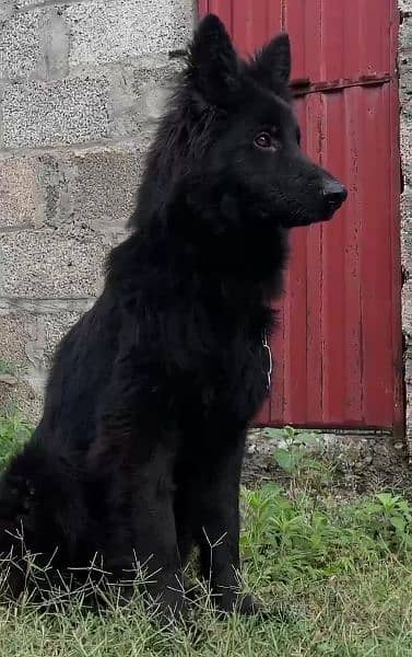 Black German shepherd dog / long coat dog / gsd 5